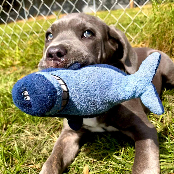 puppy with shark toy