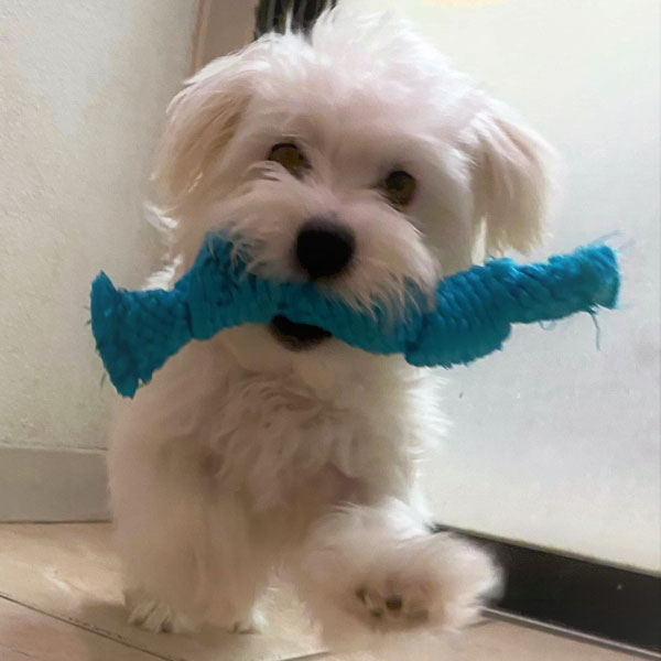 fluffy white dog with blue toy