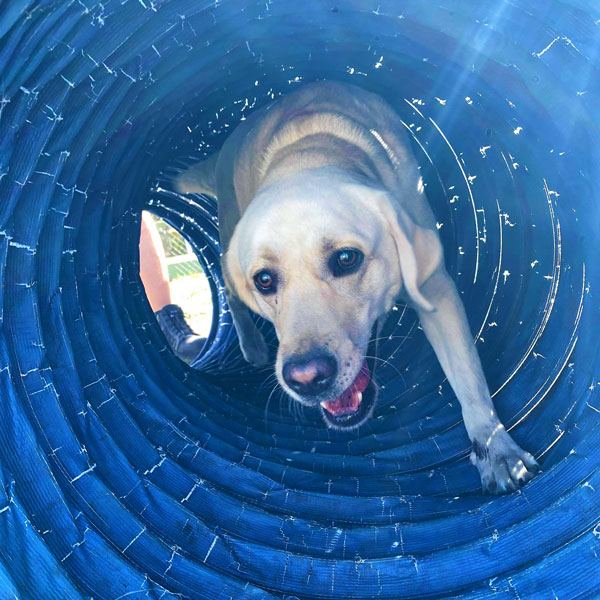 white lab in agility tube