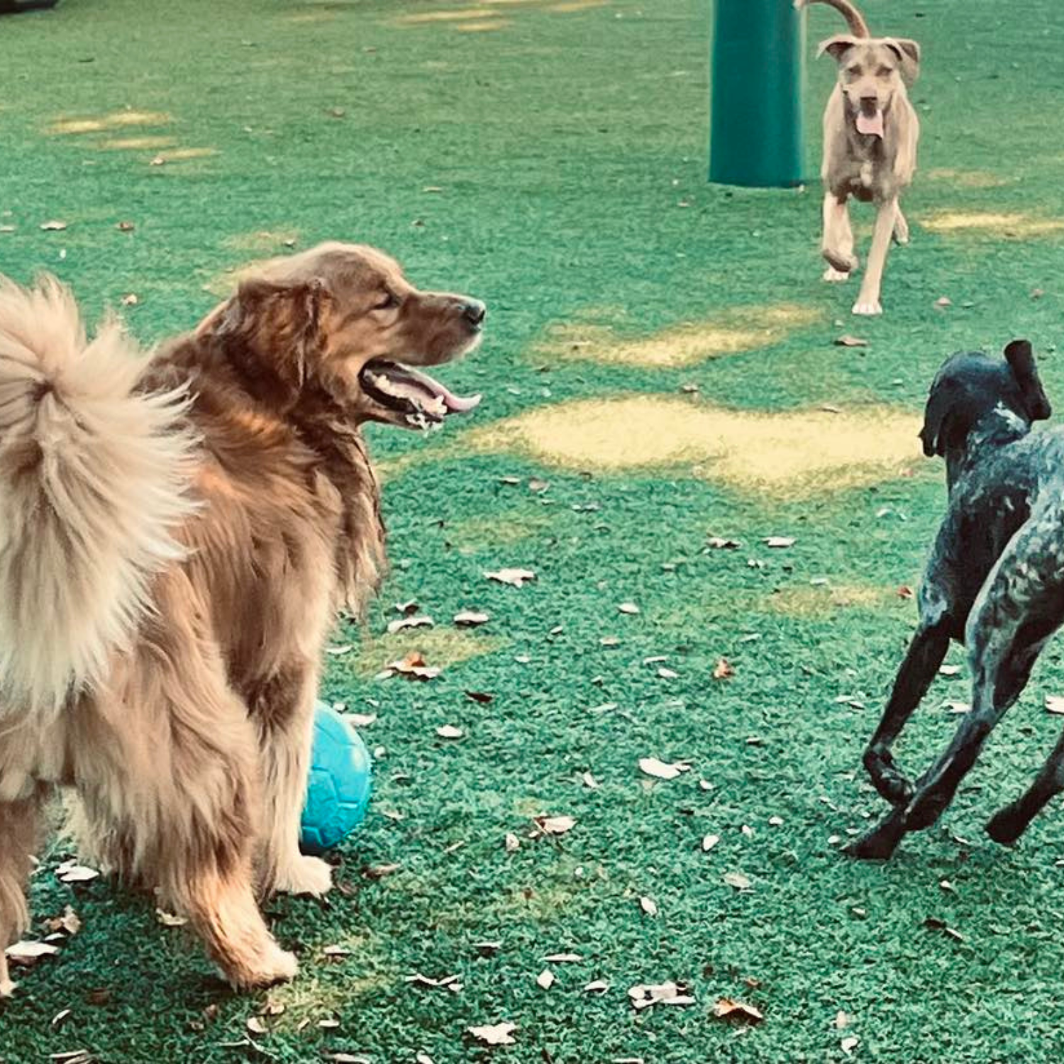 Barkingham Palace – Backyard play P24