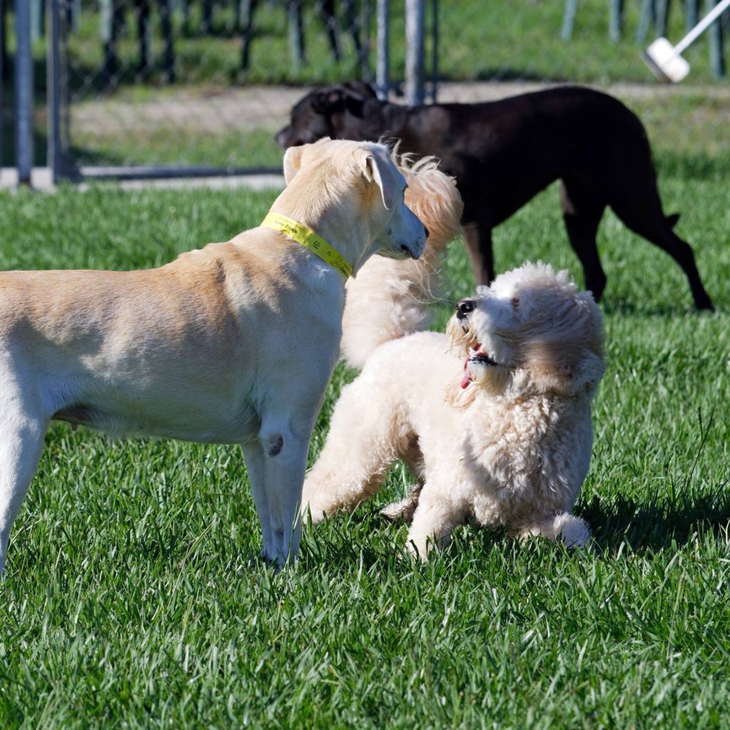 Barkingham Palace – Fun With Friends Photo Dogs V1