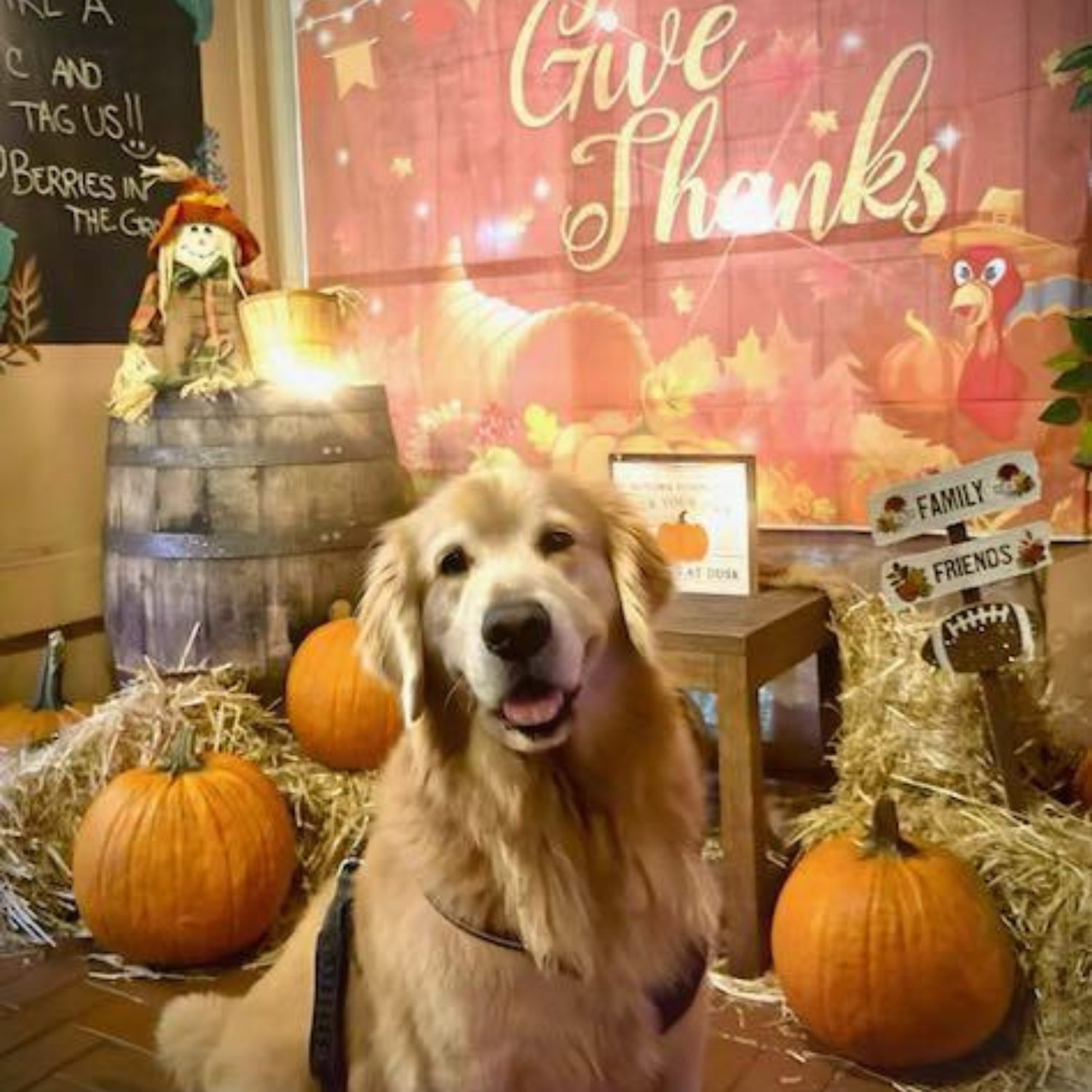 Barkingham Palace – Golden Retriever Card P15