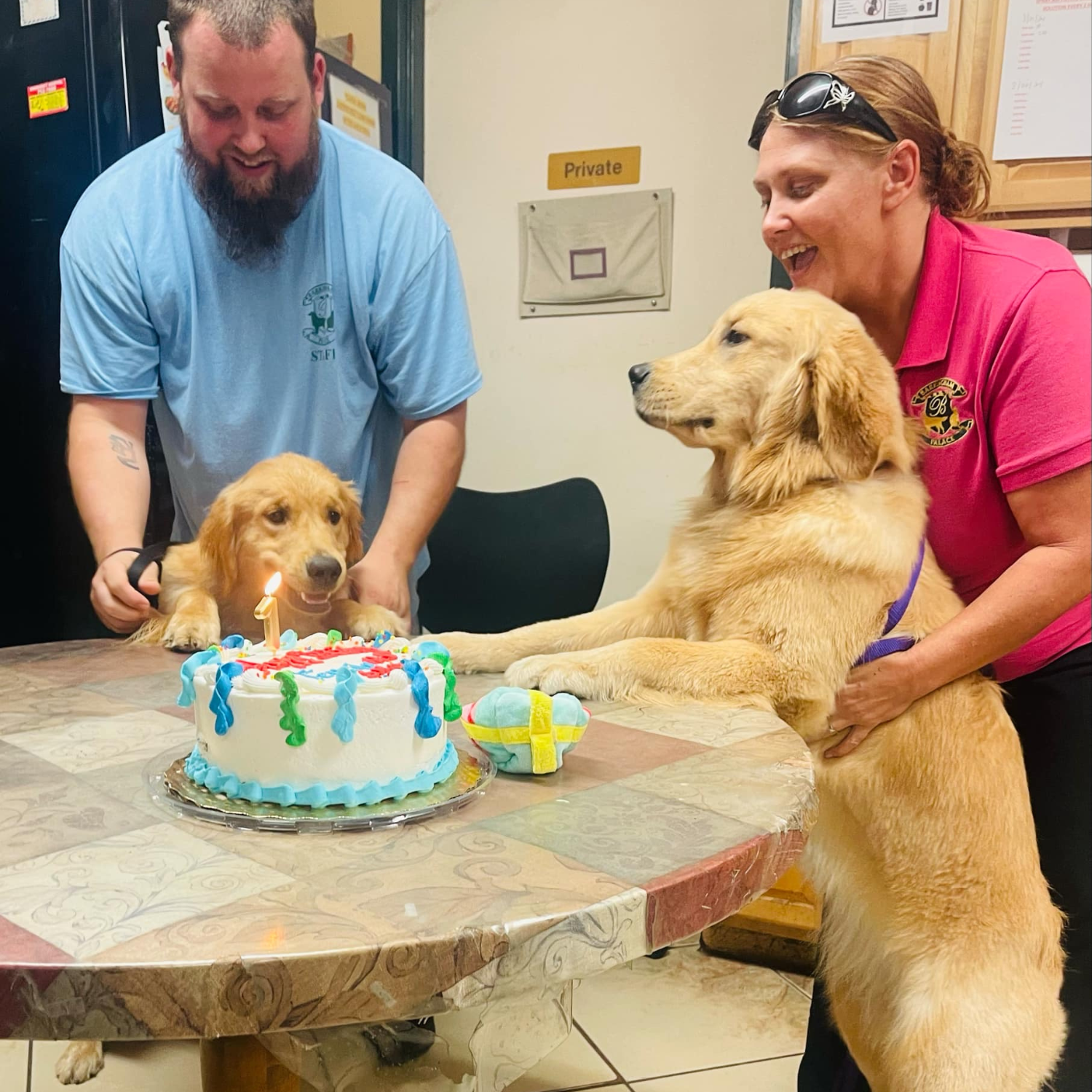 Barkingham Palace – Happy BIrthday Golden Retriever P23