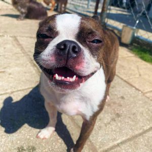 boston terrier smiling